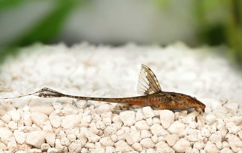 High fin whiptail catfish Rineloricaria lanceolata freshwater aquarium fish