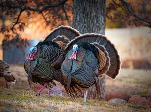 8 Smells That Wild Turkeys Absolutely Hate Picture