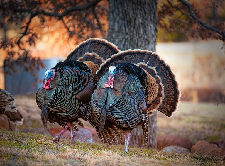 Turkey Trot