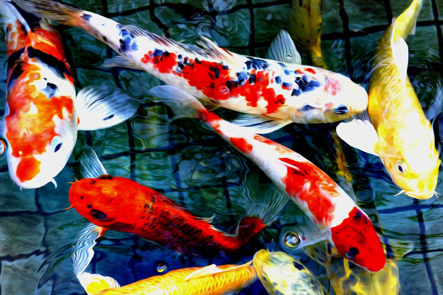 Baby Koi Fish 6 Pictures and 6 Amazing Facts AZ Animals
