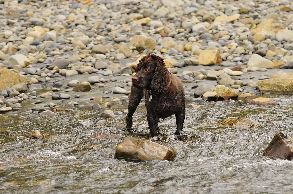 Boykin Spaniel stands in the water waiting with anticipation.