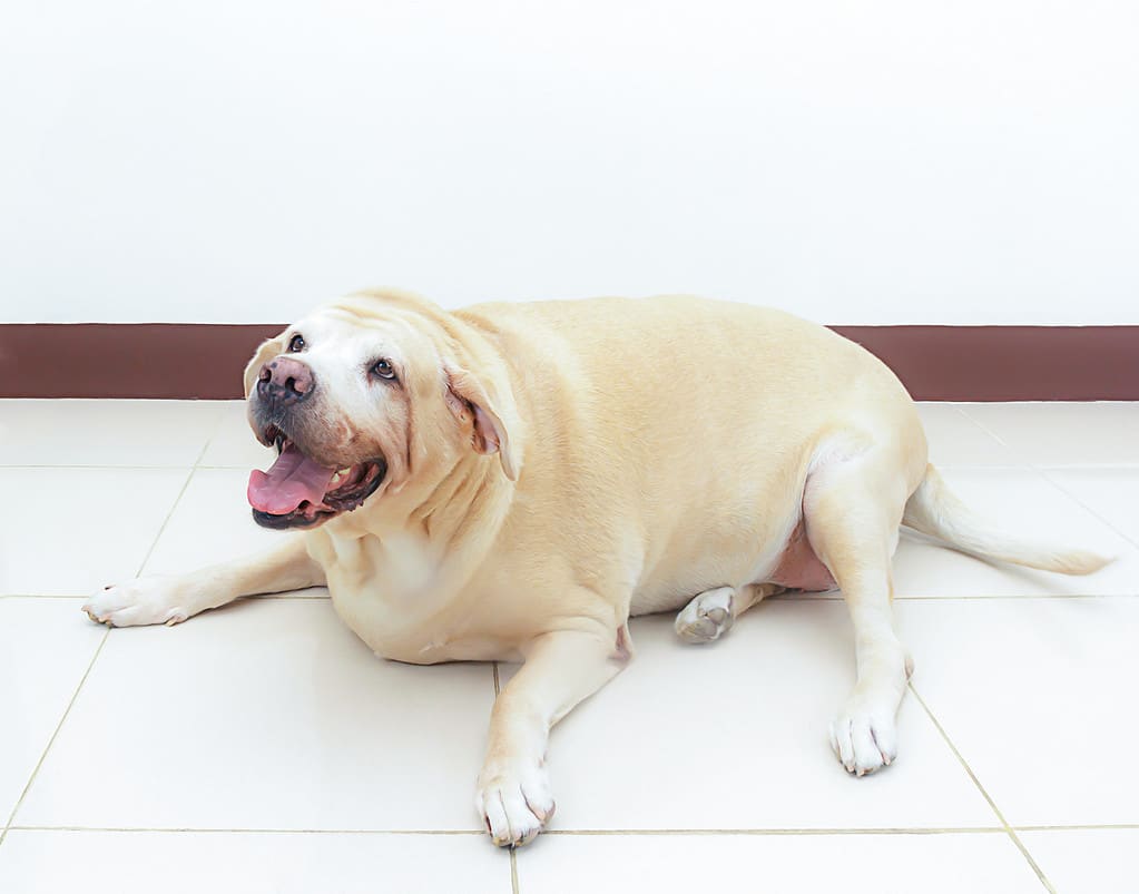 fat labrador dog on the floor, 8 years old
