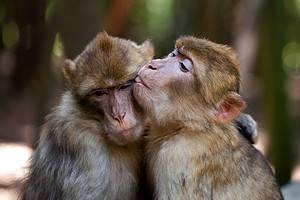 Monkeys Kissing: Why Do They Do This? (With Pictures!) Picture