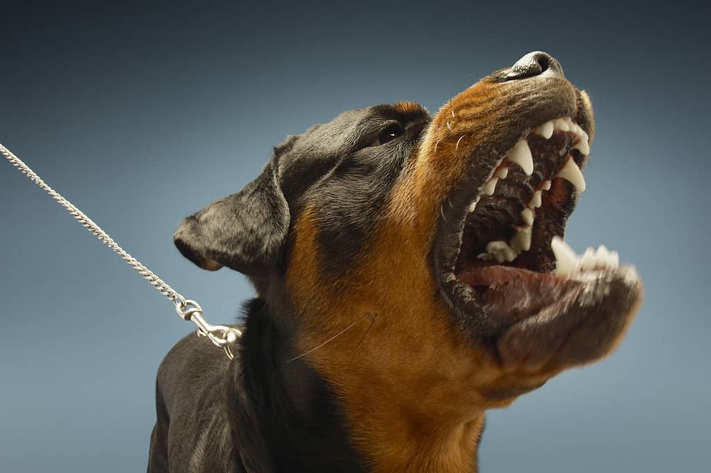 Ferocious Rottweiler Barking- dog breed used for attack, self-defense, and guarding purposes