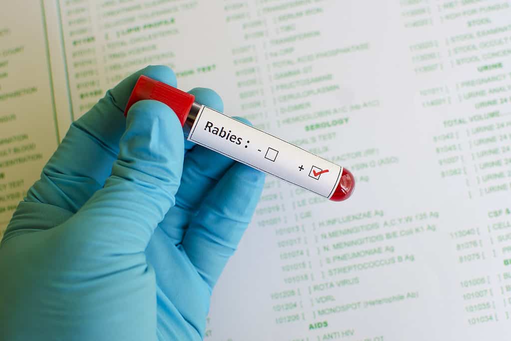 Rabies positive