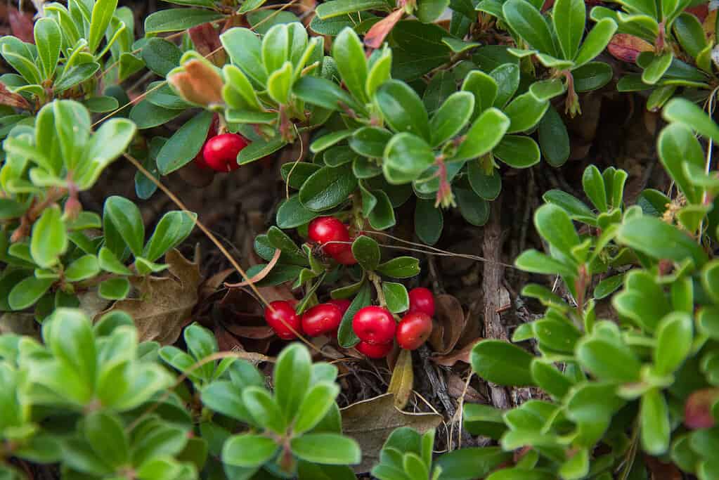 Bearberry Plant with Fruits Red - Planta Gayuba con Frutos