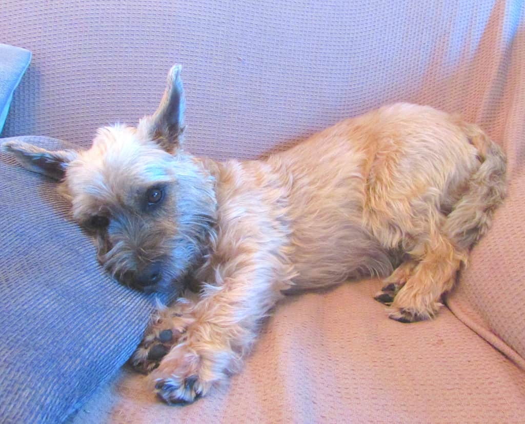 relaxed cairn terrier dog
