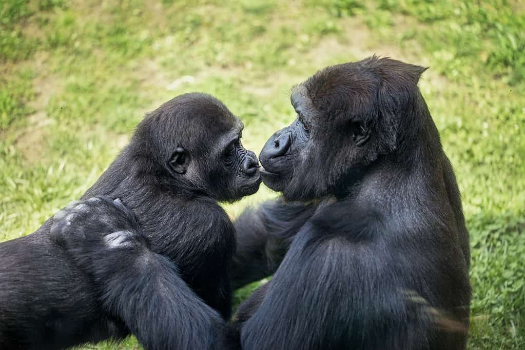 baby gorilla with mother