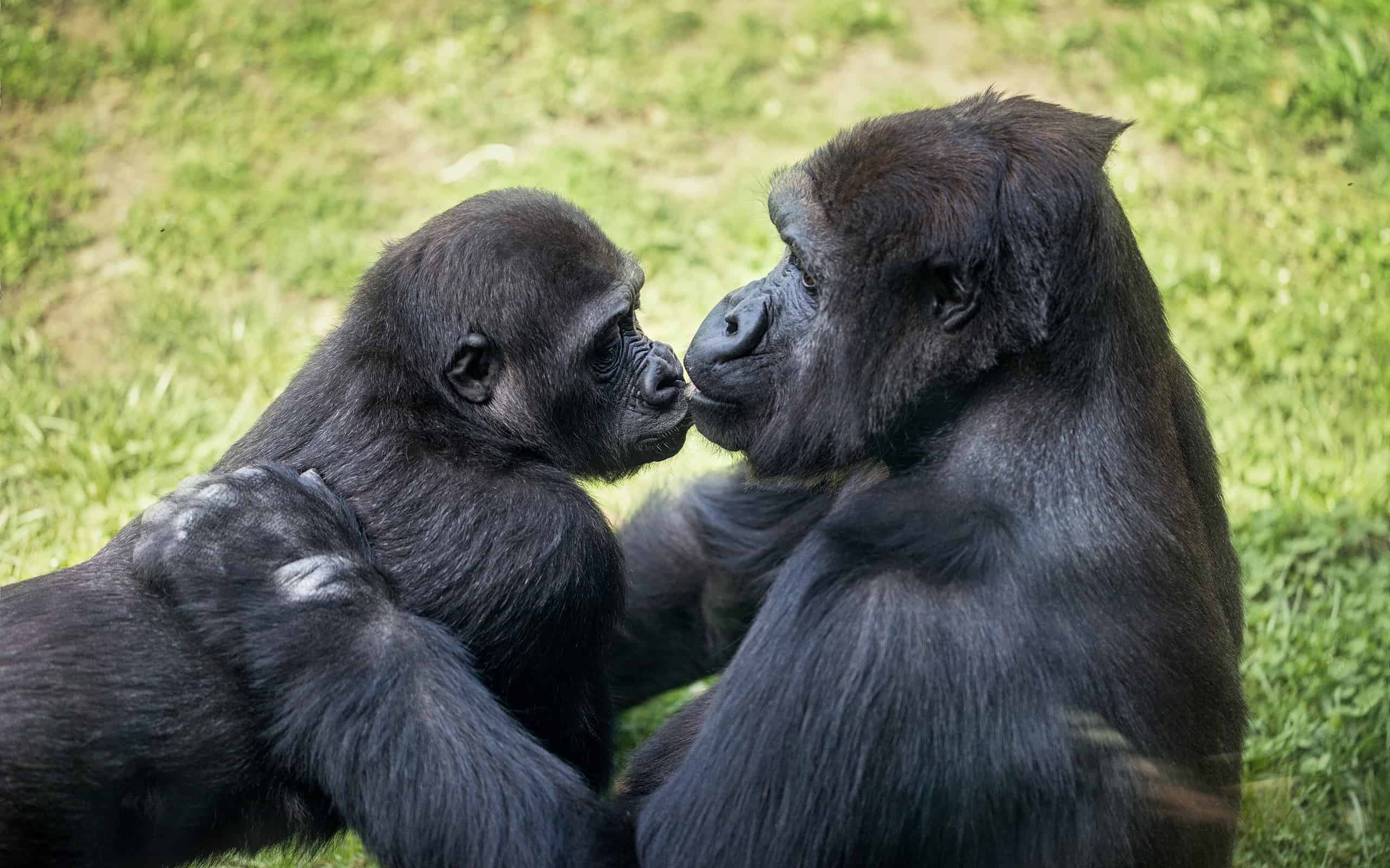 Gorilla, Kissing, Africa, Animal, Animal Family