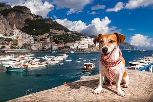 The 200 Best Italian Dog Names and Their Meanings Picture