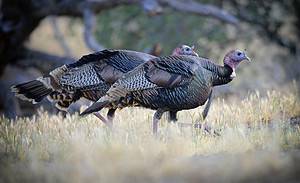How Fast Are Turkeys? See How Fast They Can Run and Fly Picture