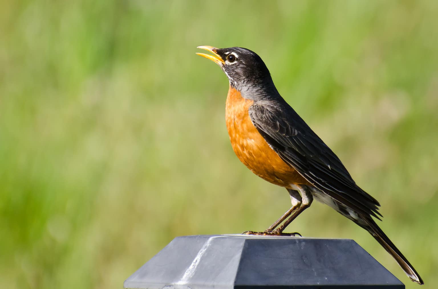 Do Robins Mate for Life? 10 Amazing Facts About These Loyal Birds AZ
