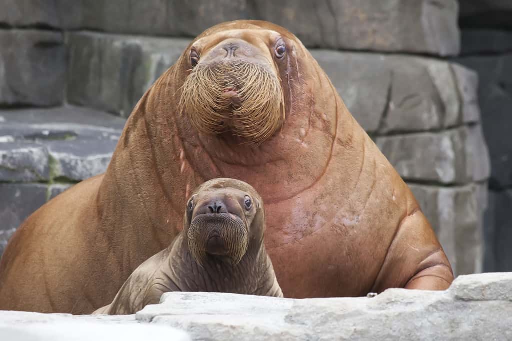 Mother Walrus with Baby