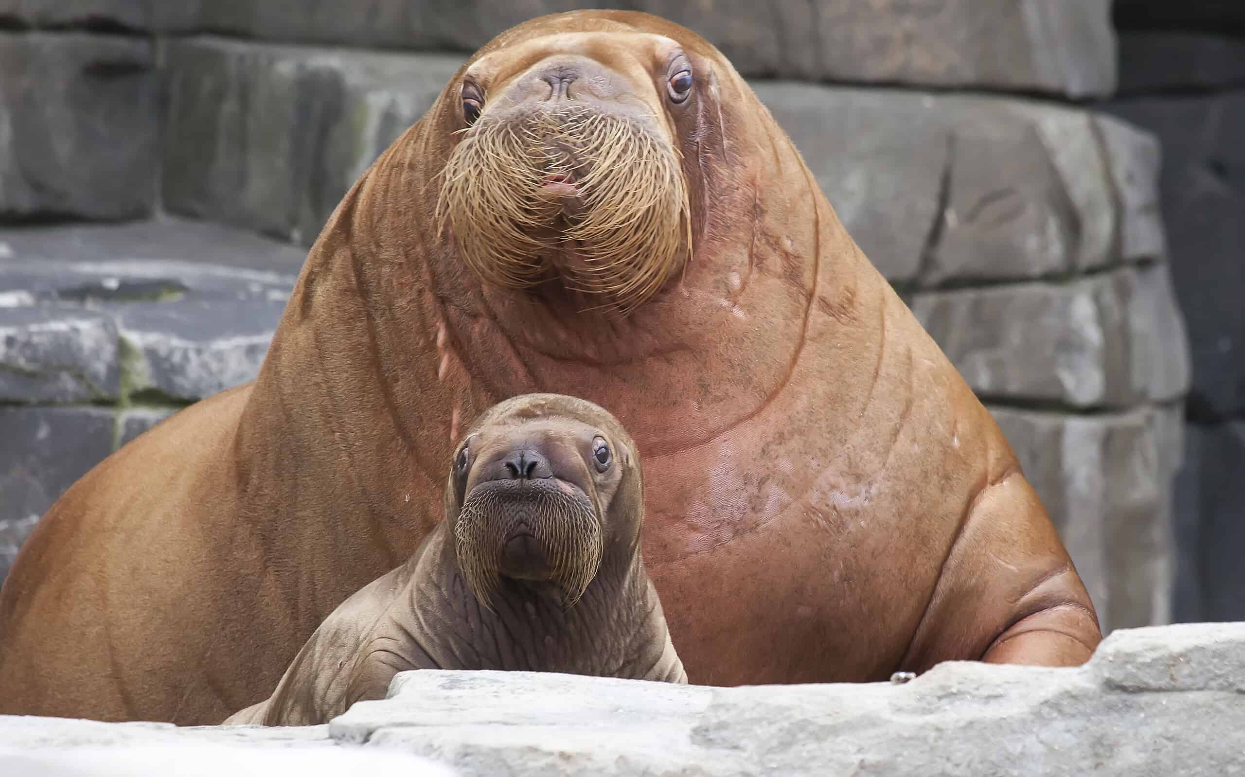 Mother Walrus with Baby