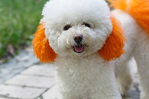 The Top 8 Reasons Poodles Are the Perfect Family Dog Picture