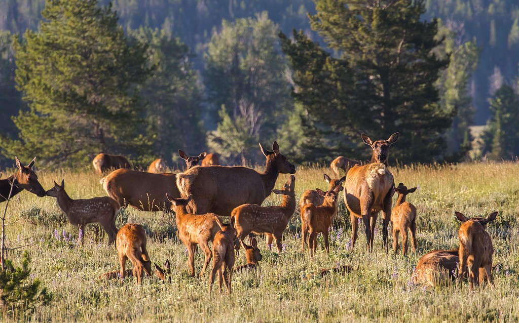 newborn spotted elk calves and mothers