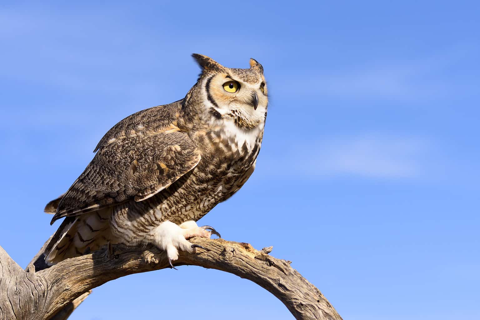 7 Things You Didn't Know About Great Horned Owls - A-Z Animals