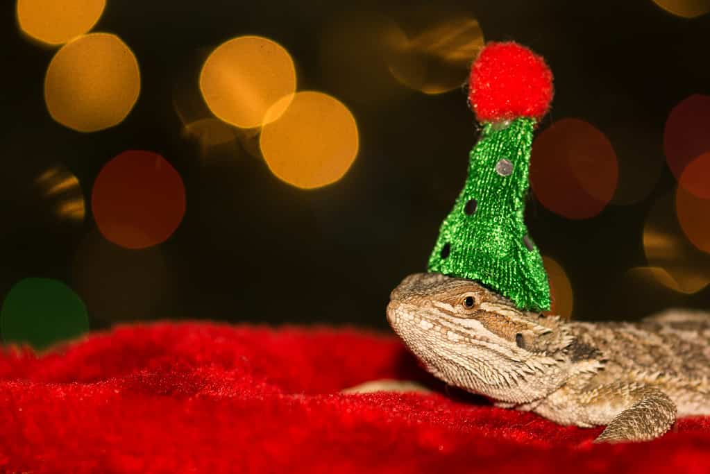 Bearded dragon wearing a sparkly green hat with red pom poms sits on a red velvet cloth.
