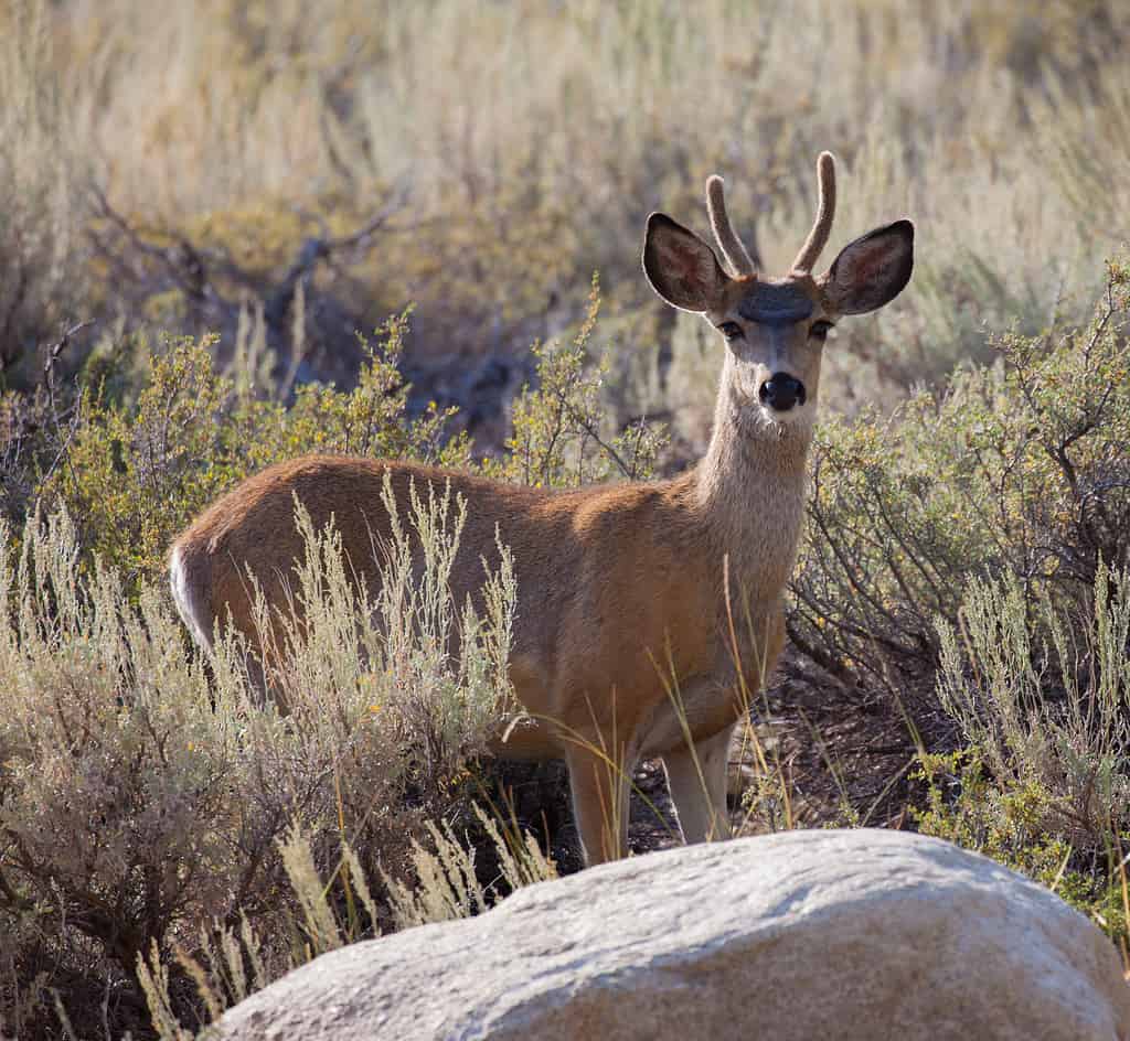 Young Buck Mule Deer