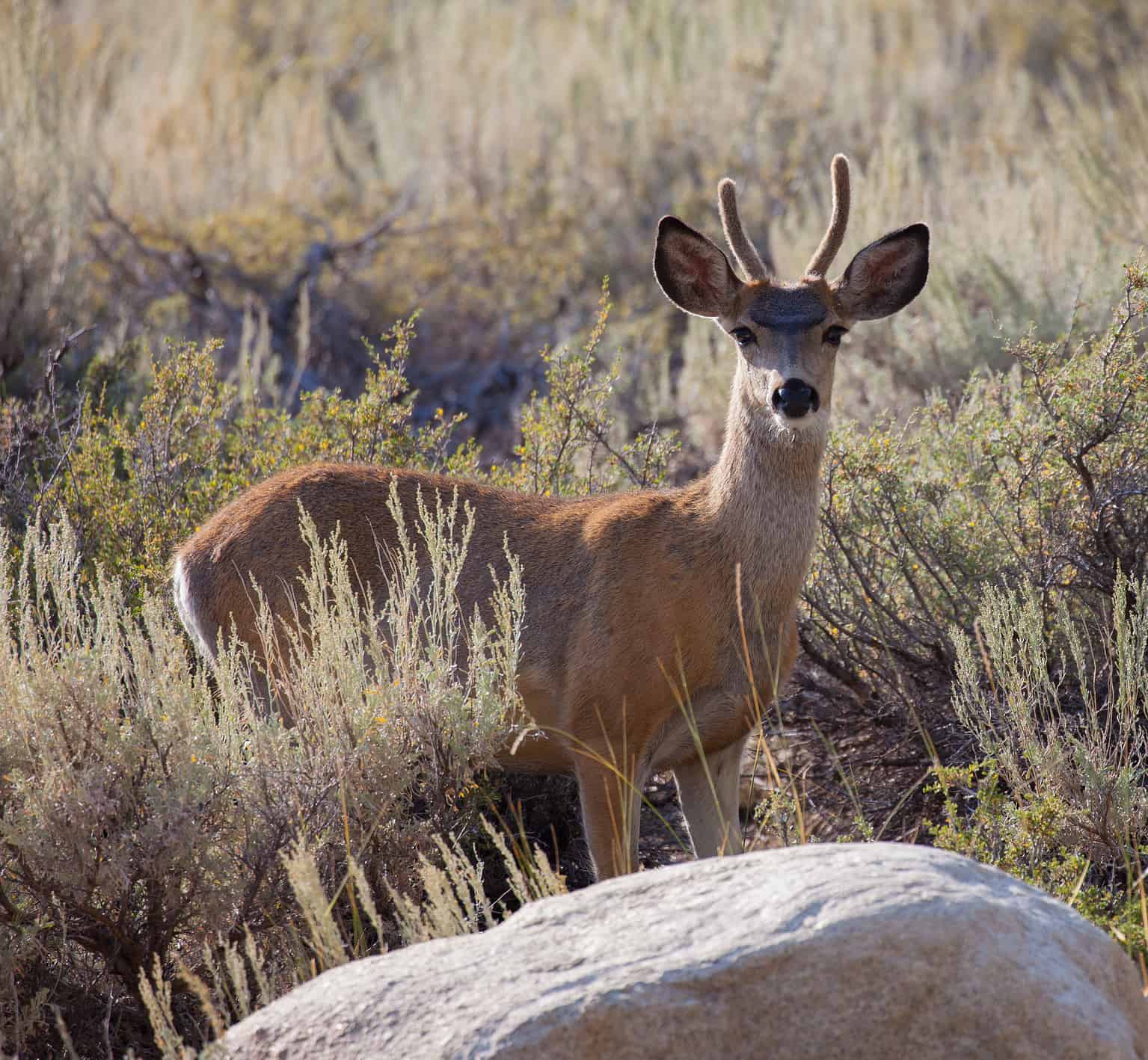 Discover the Highest Point in Baja California - A-Z Animals