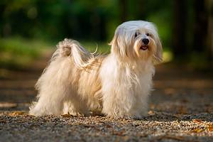 Havanese Grooming Guide: 4 Tips for a Healthy and Beautiful Coat Picture