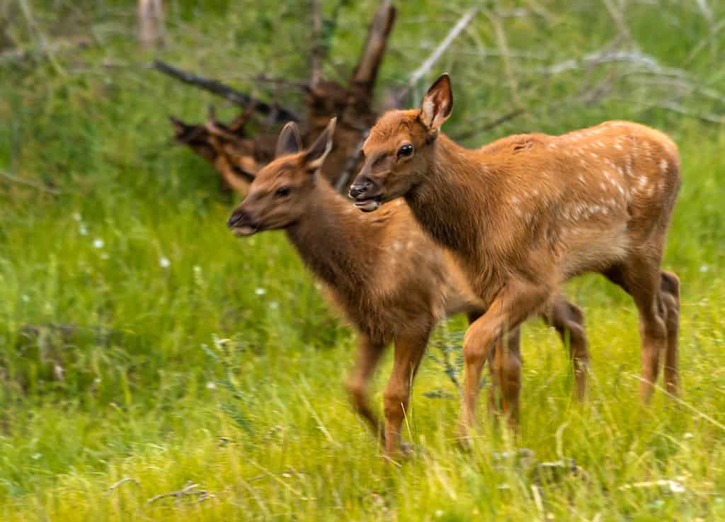 Elk twins