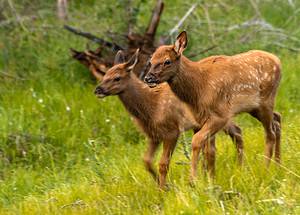 Baby Elk Calf: 8 Pictures and 7 Amazing Facts Picture