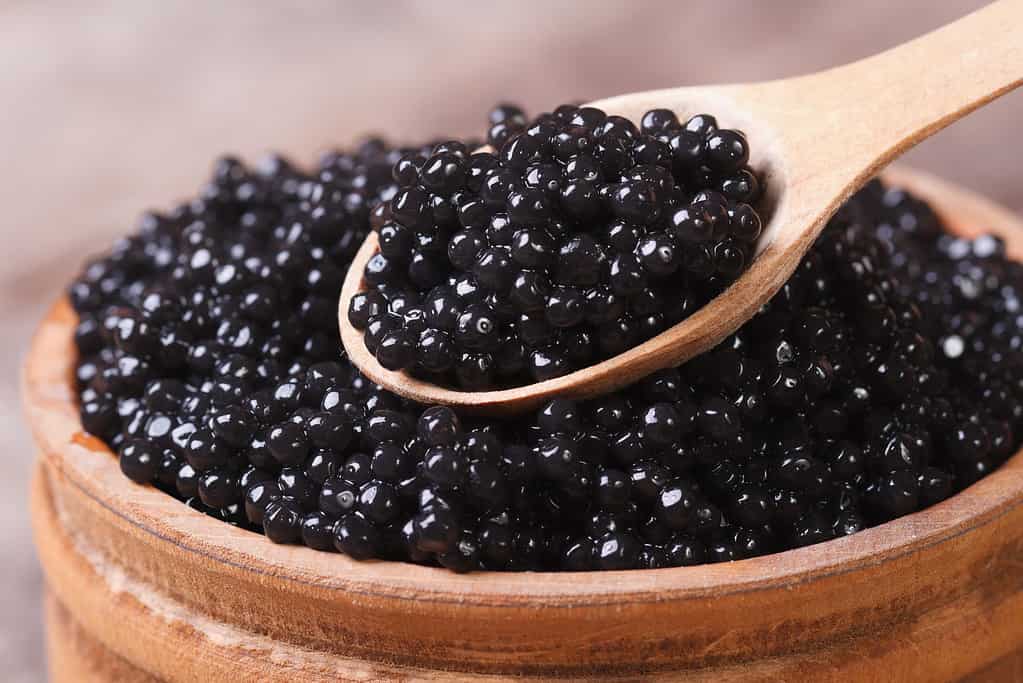 Spoon with black sturgeon caviar macro.