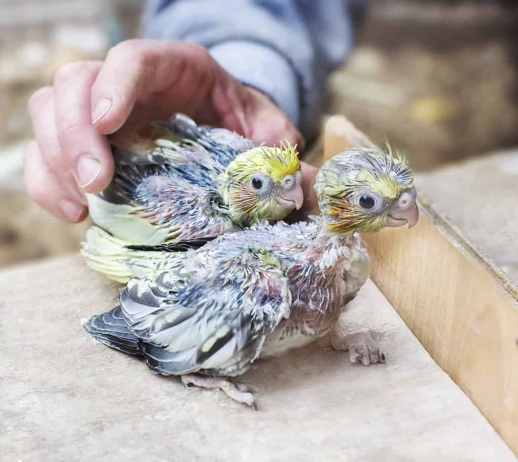 Two cockatiel chicks