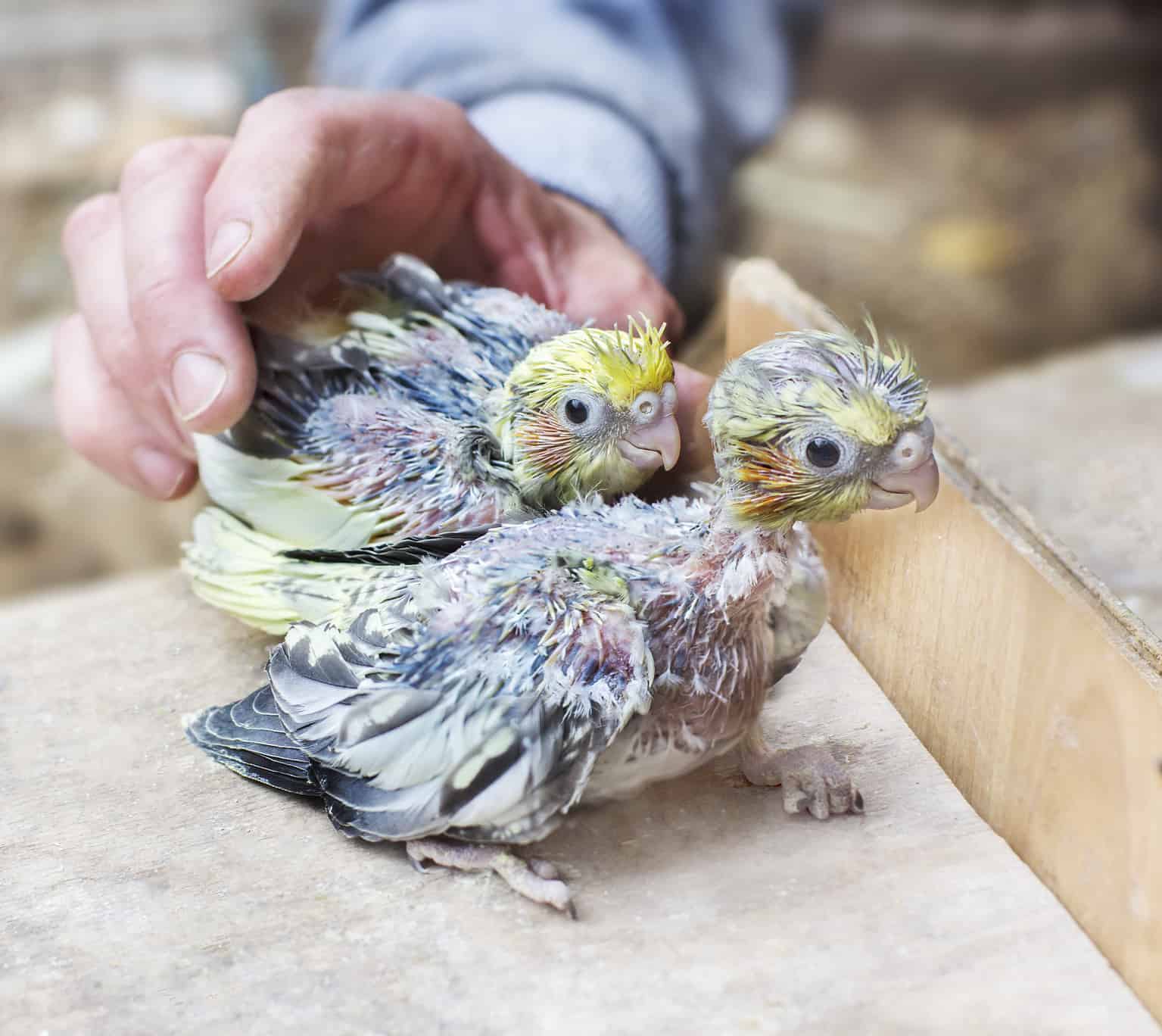 Baby Cockatiel Chick 9 Pictures And 9 Incredible Facts A Z Animals baby-cockatiel-chick-9-pictures-and-9-incredible-facts-a-z-animals