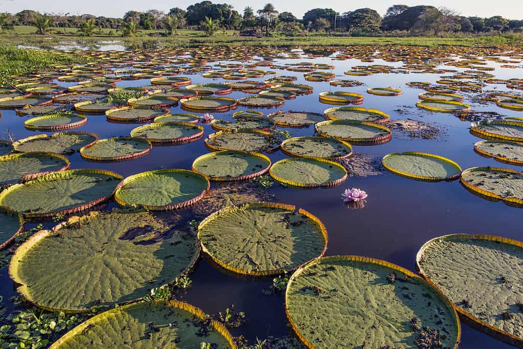 Victoria Water Lily Pads in a Marsh