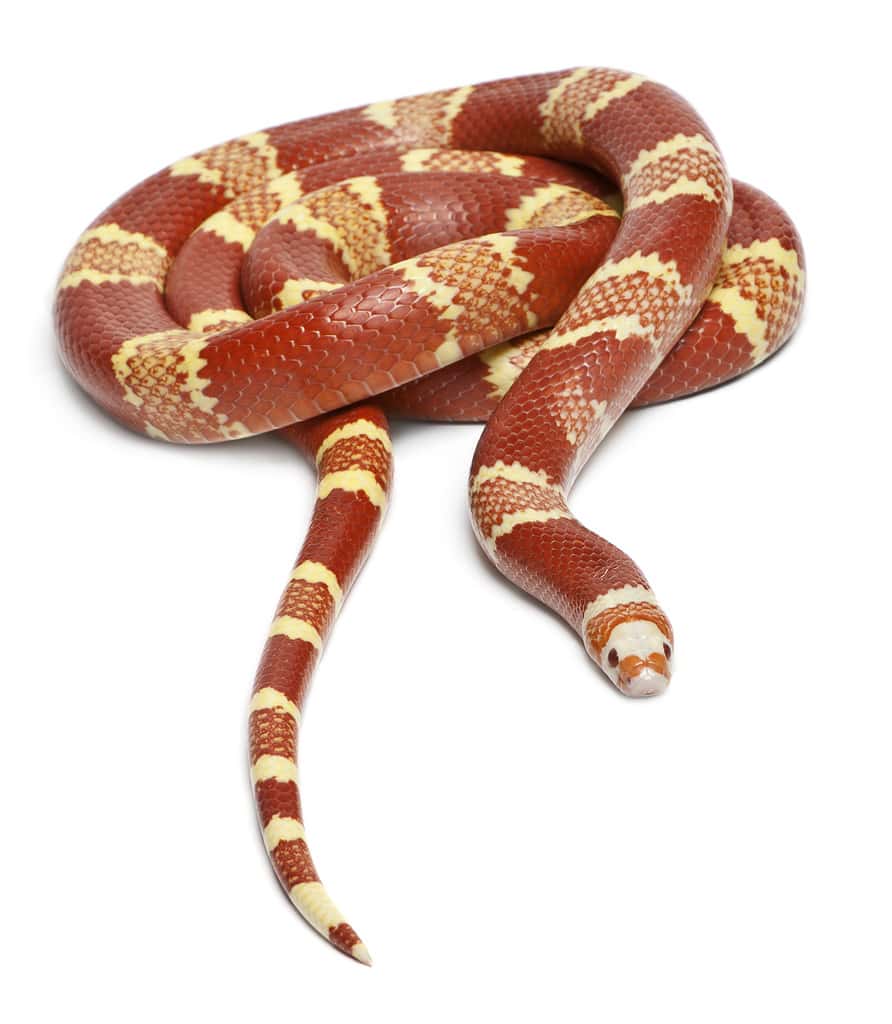 Albino Tangerine selection Honduran milk snake, Lampropeltis triangulum hondurensis,