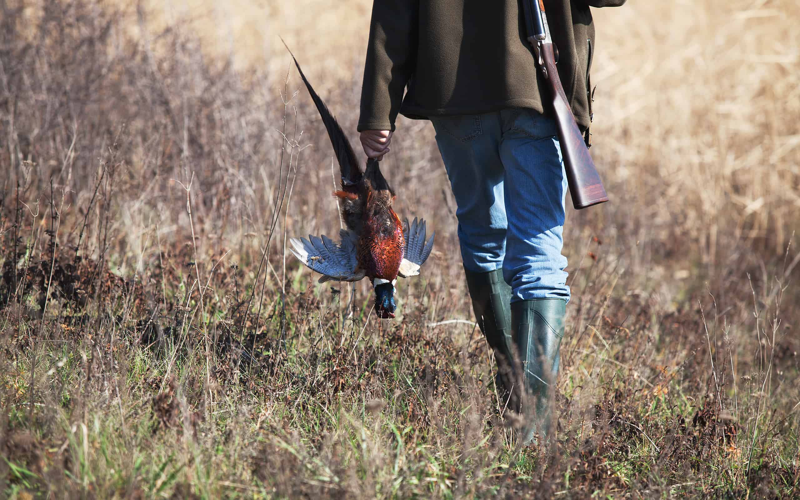 Back of going hunter with wildfowl