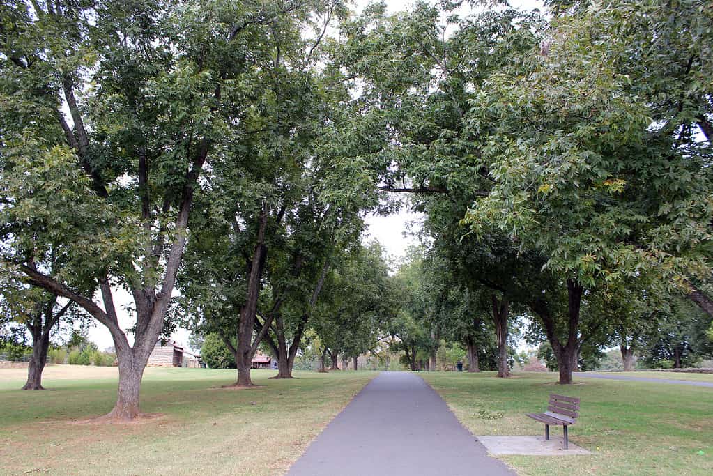 Pecan Grove at Joyner Park in Wake Forest, North Carolina