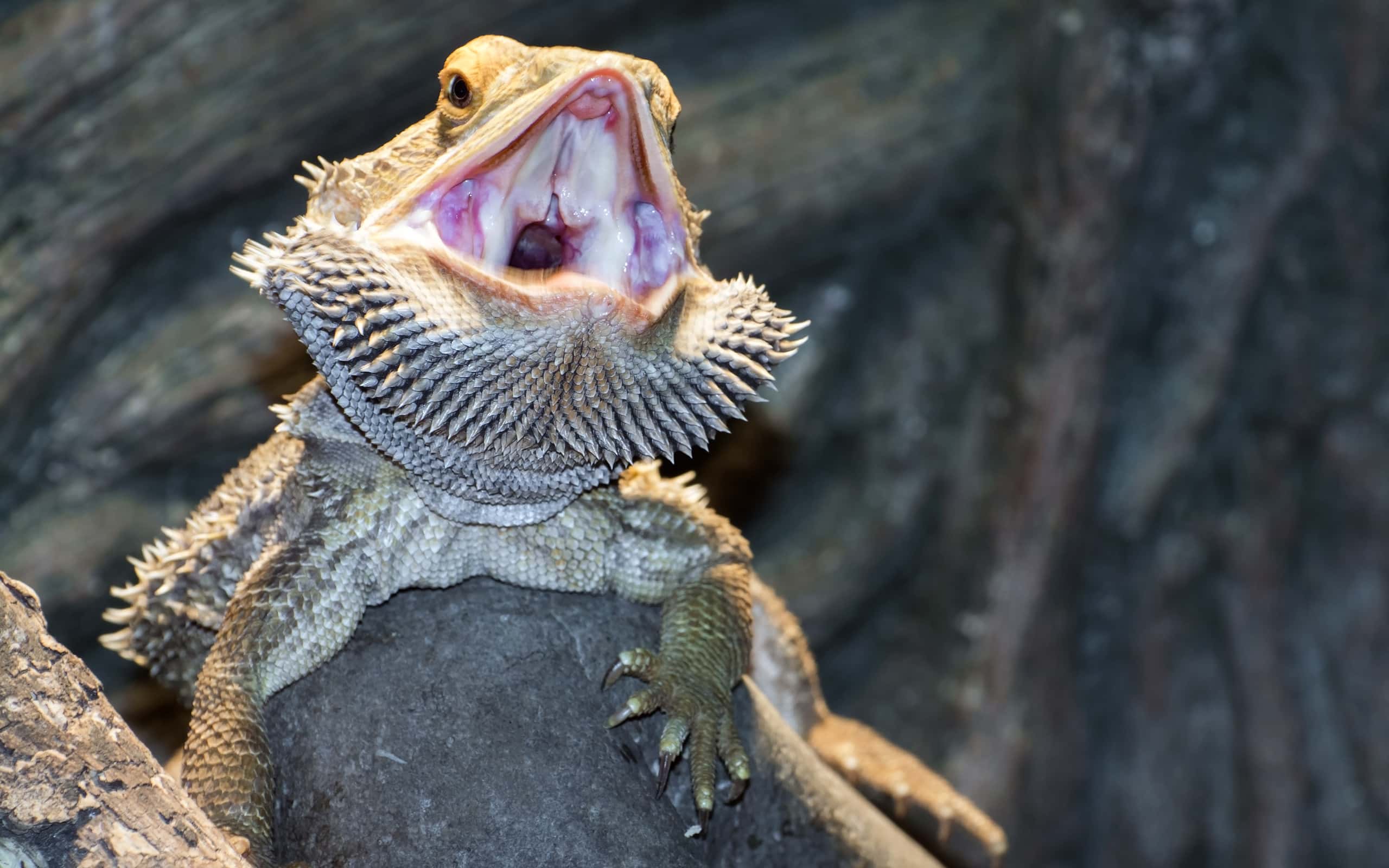 Inland bearded Dragons (Pogona vitticeps)