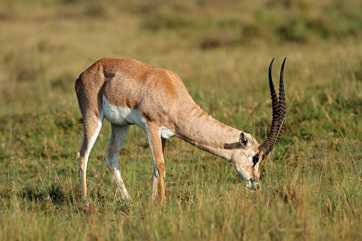 Feeding Grants gazelle