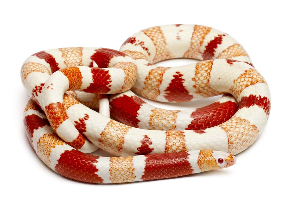 Albinos Honduran milk snake, Lampropeltis triangulum hondurensis,