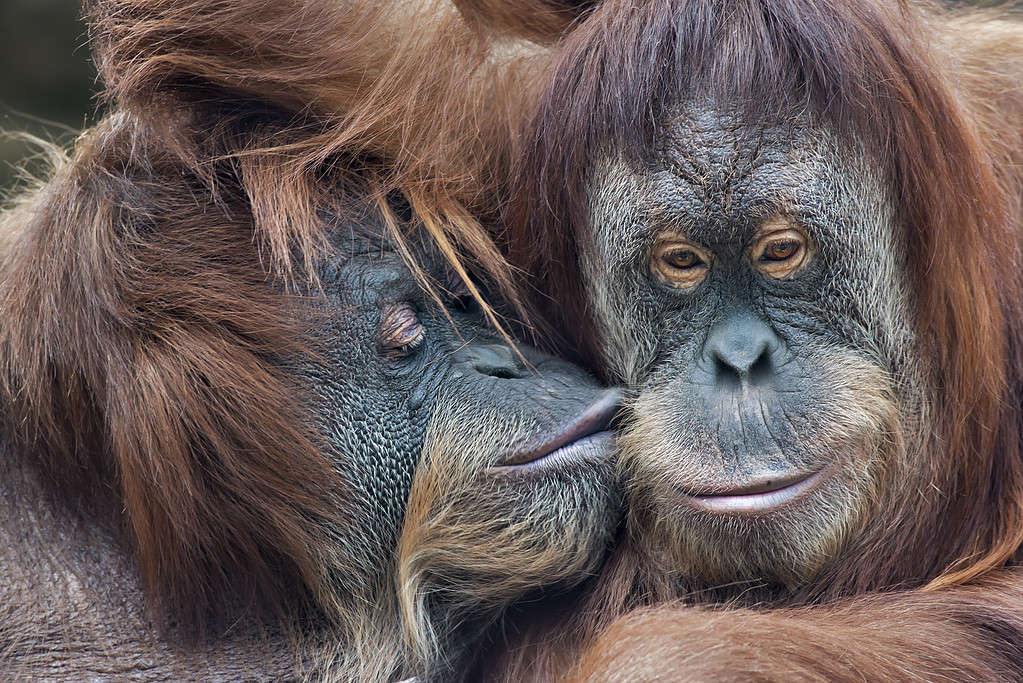 Orangutans showing one another affection 
