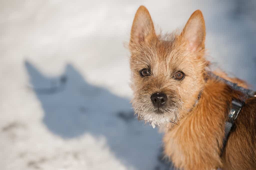 Cute Cairn Terrier puppy playing outside in cold winter snow.