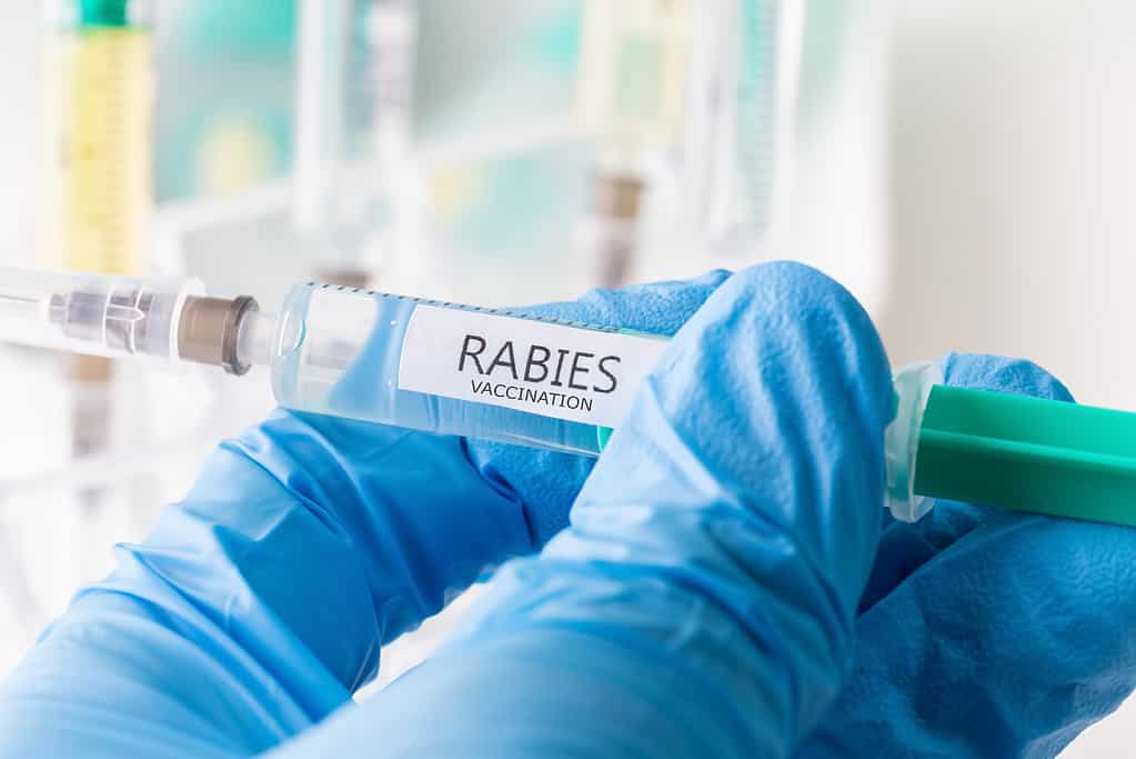rabies vaccination