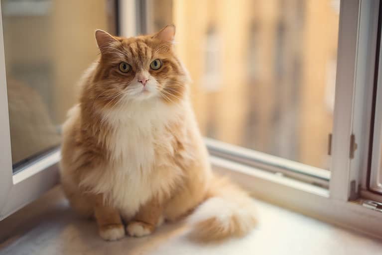 Fat ginger cat