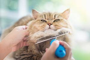 Cat Dandruff: 7 Ways to Treat It and Get Your Cat Looking Fresh photo