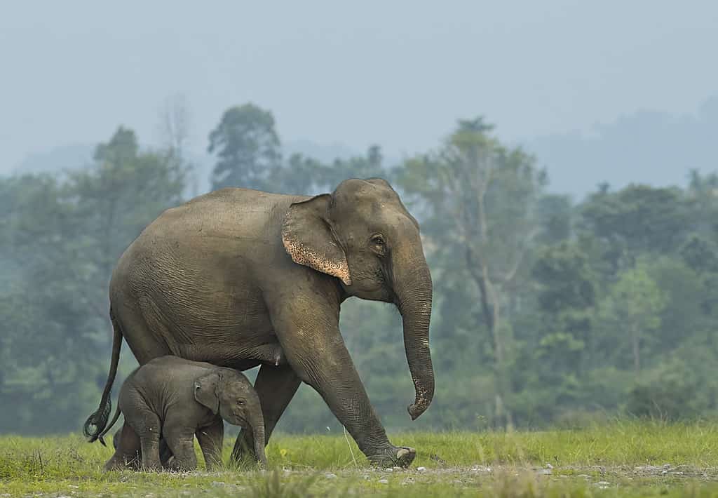 Elephant, Elephant Calf, India, Animal, Nepal
