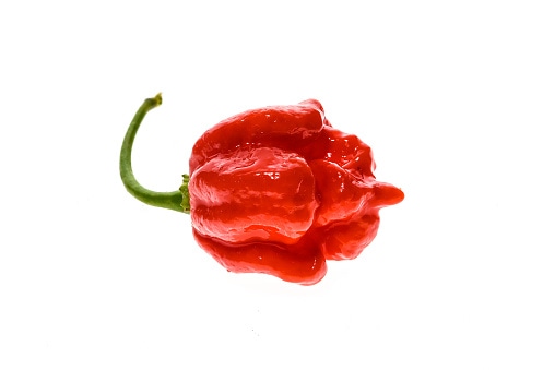 Fresh ripe Trinidad Scorpion Moruga hot chili pepper.