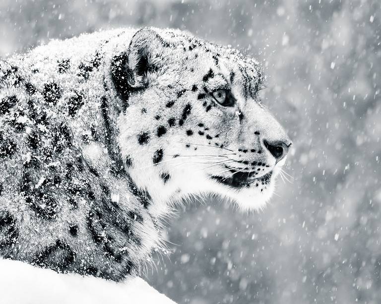 Snow Leopard in Snow Storm V