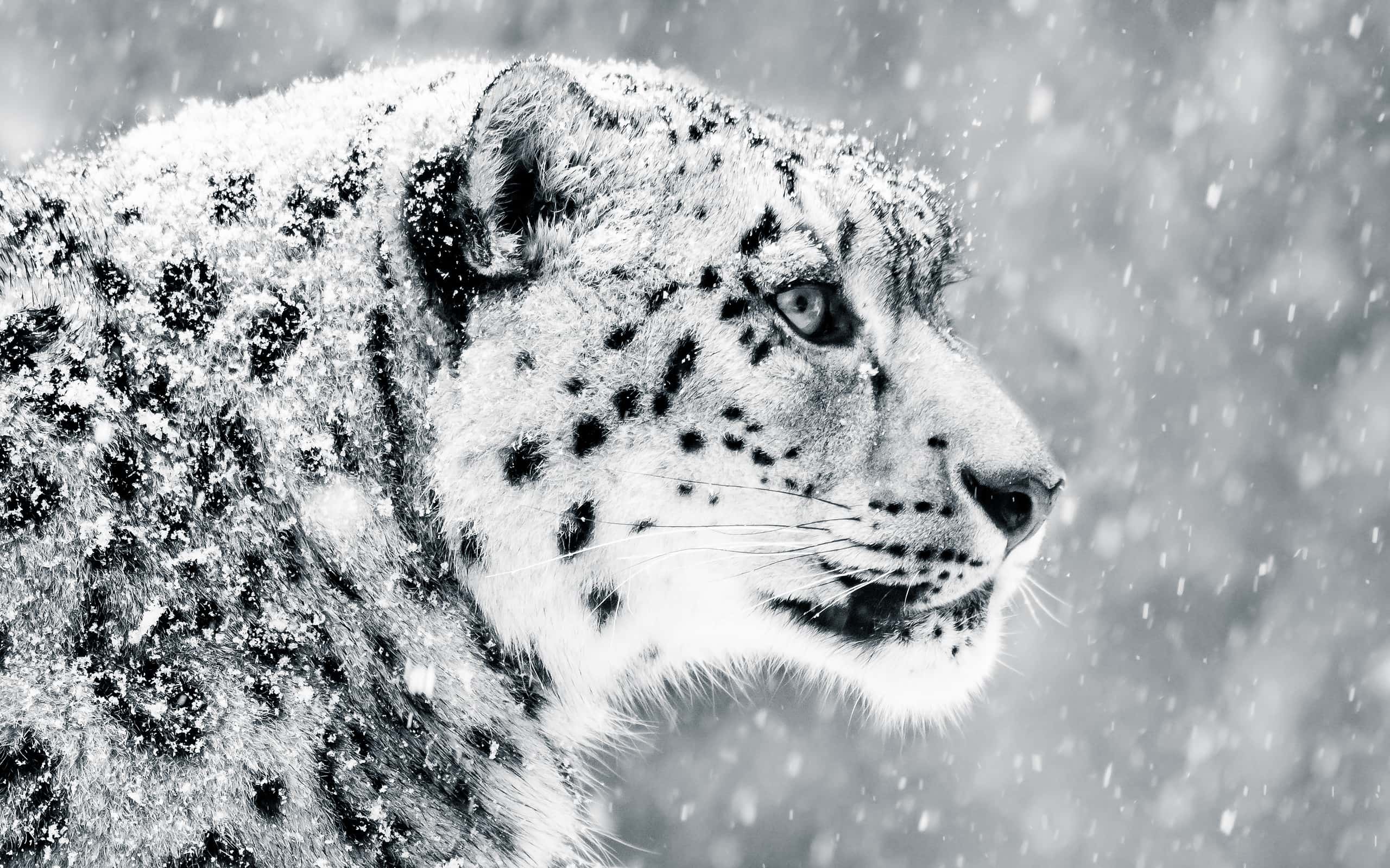 Snow Leopard in Snow Storm V