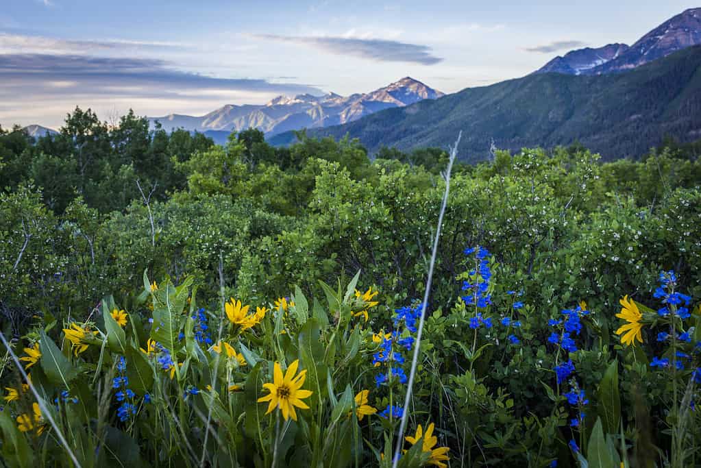 Wildflowers in the Wasatch Mountain Range