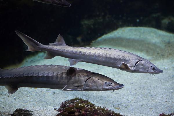 Discover the 8 Largest Sturgeon Ever Caught - A-Z Animals