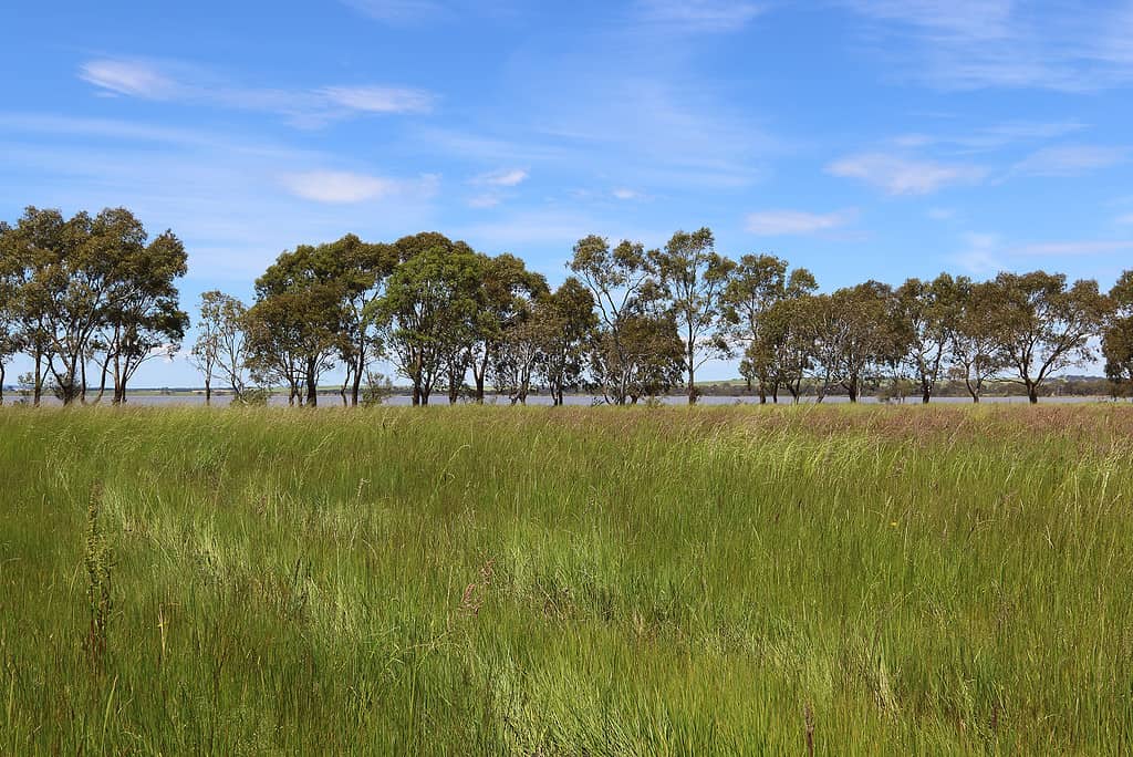 Lake Burrumbeet in central western Victoria Australia