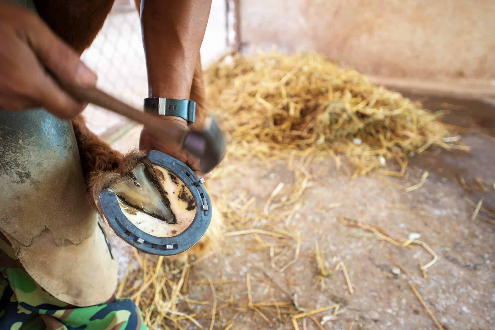 What's the Purpose of a Horse's Leg Chestnut? - A-Z Animals